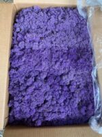 Licheni norvegieni Mov 67 - imagine 2