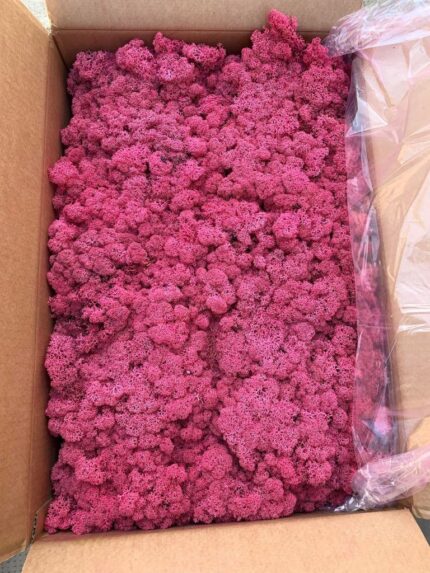 Licheni norvegieni Cyclamen 69 - imagine 2