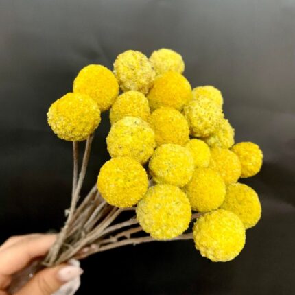 Craspedia natur 20 fire