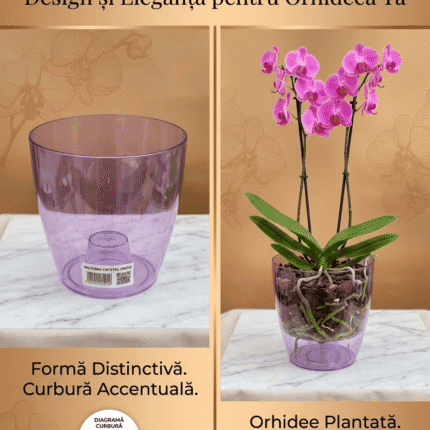 Ghiveci Miltonia Crystal 163