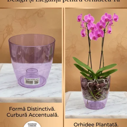 Ghiveci Miltonia Crystal 163