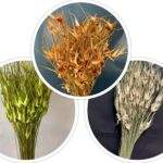 Iarba naturala de lalele 100 gr