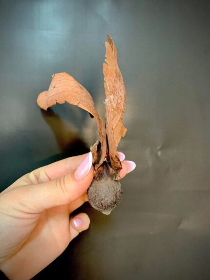 Semințe decorative Dipterocarpus 120 buc/cutie