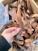 Semințe decorative Dipterocarpus 120 buc/cutie - imagine 2