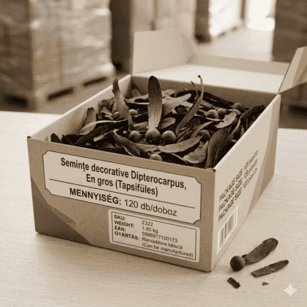 Semințe decorative Dipterocarpus 120 buc/cutie En gros