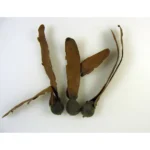 Semințe decorative Dipterocarpus 120 buc/cutie