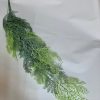 Asparagus curgător 80cm