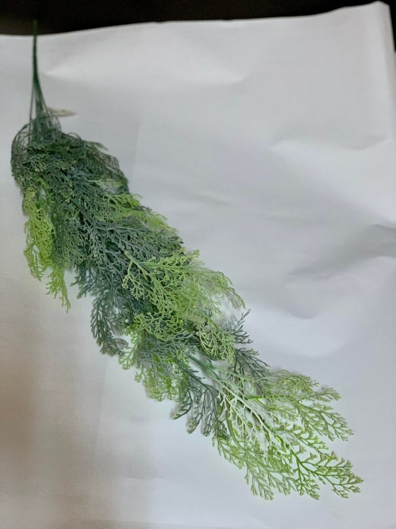Asparagus curgător 80cm
