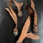 Urechila 12 buc/pachet