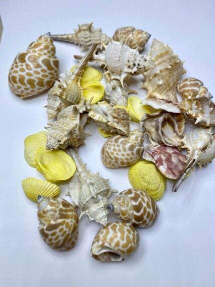 Scoici decorative