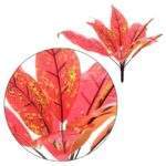 Buchet frunze de toamna 9 fire