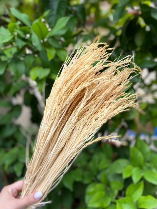 Floare de orez uscat 150g