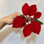 Crăciunita la fir 35cm