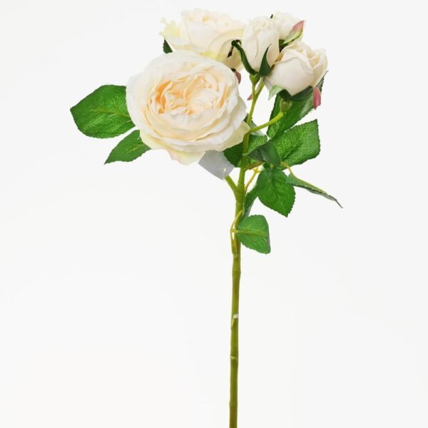 Trandafir english rose 38cm