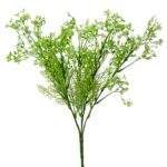 Gypsophila 40 cm