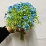 Gypsophila albastra 27cm