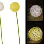 Floare de ceapa 57cm