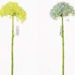 Floare de usturoi 33cm