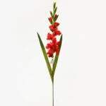 Gladiola rosu