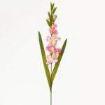 Gladiola roz