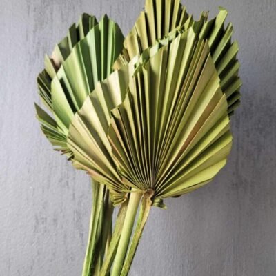 Frunze de palmier verde inchis
