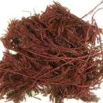 Erikamoos 250 gr Bordo