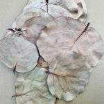 Frunze HOYA 20buc Natur