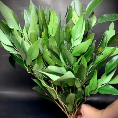 Frunze lance de eucalipt 150 g Verde