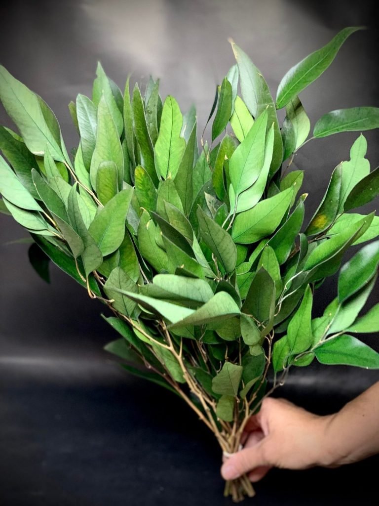 Frunze lance de eucalipt 150 g Verde
