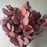 Frunze rotunde de eucalipt 150g Bordo