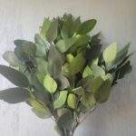 Frunze rotunde de eucalipt 150g Verde