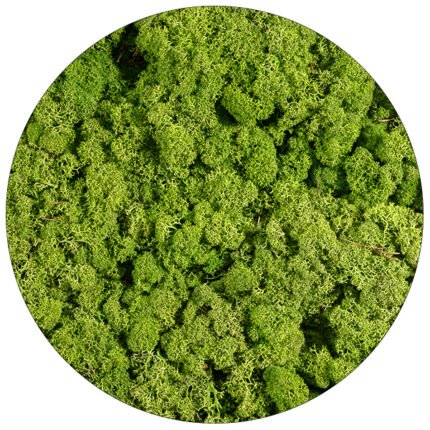 Licheni Norvegieni Clover green 77
