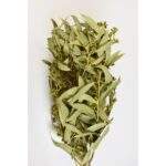 Eucalipt natur cu fruct