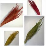 Iarba de stele 100 gr