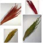 Iarba de stele 100 gr