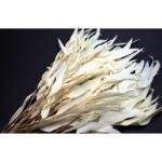 Frunze lance de eucalipt albit