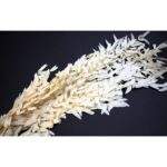 Frunze de eucalipt albit