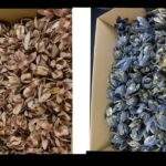 Wildlilie cerata 1 cutie