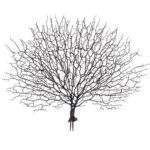 Creanga maro coral 50cm