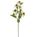 Echinacea la fir 73 cm