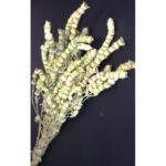 Planta uscata Salvie