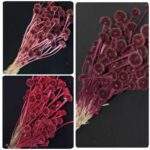 Planta uscata Banutei 60 gr