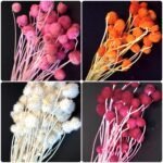 Planta uscata Cicek 80 gr