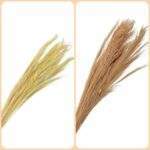 Iarba decorativa 1 m