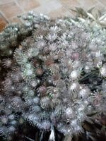 Floare de mărar metalizat 19cm