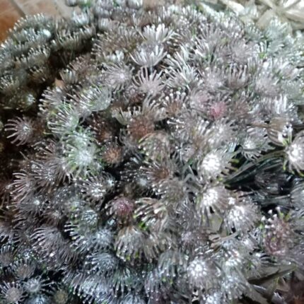 Floare de mărar metalizat 19cm