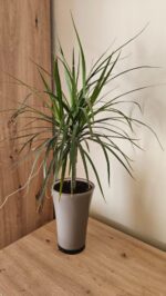 Vaza Fizzy Gri - imagine 5