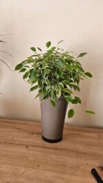 Vaza Fizzy Gri - imagine 6