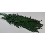 Frunza de Feriga 10 buc/set