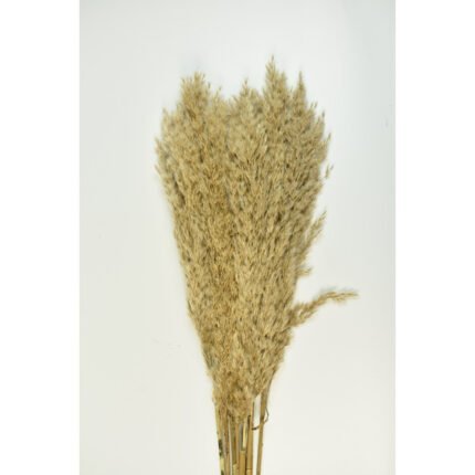 Pampas natur 100 cm